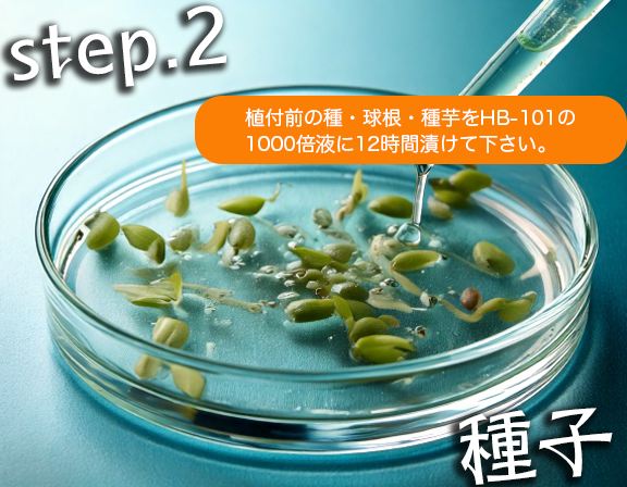 種子の発芽・発根を促進する
